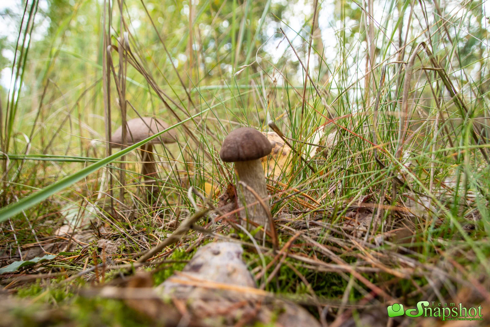 Pilze