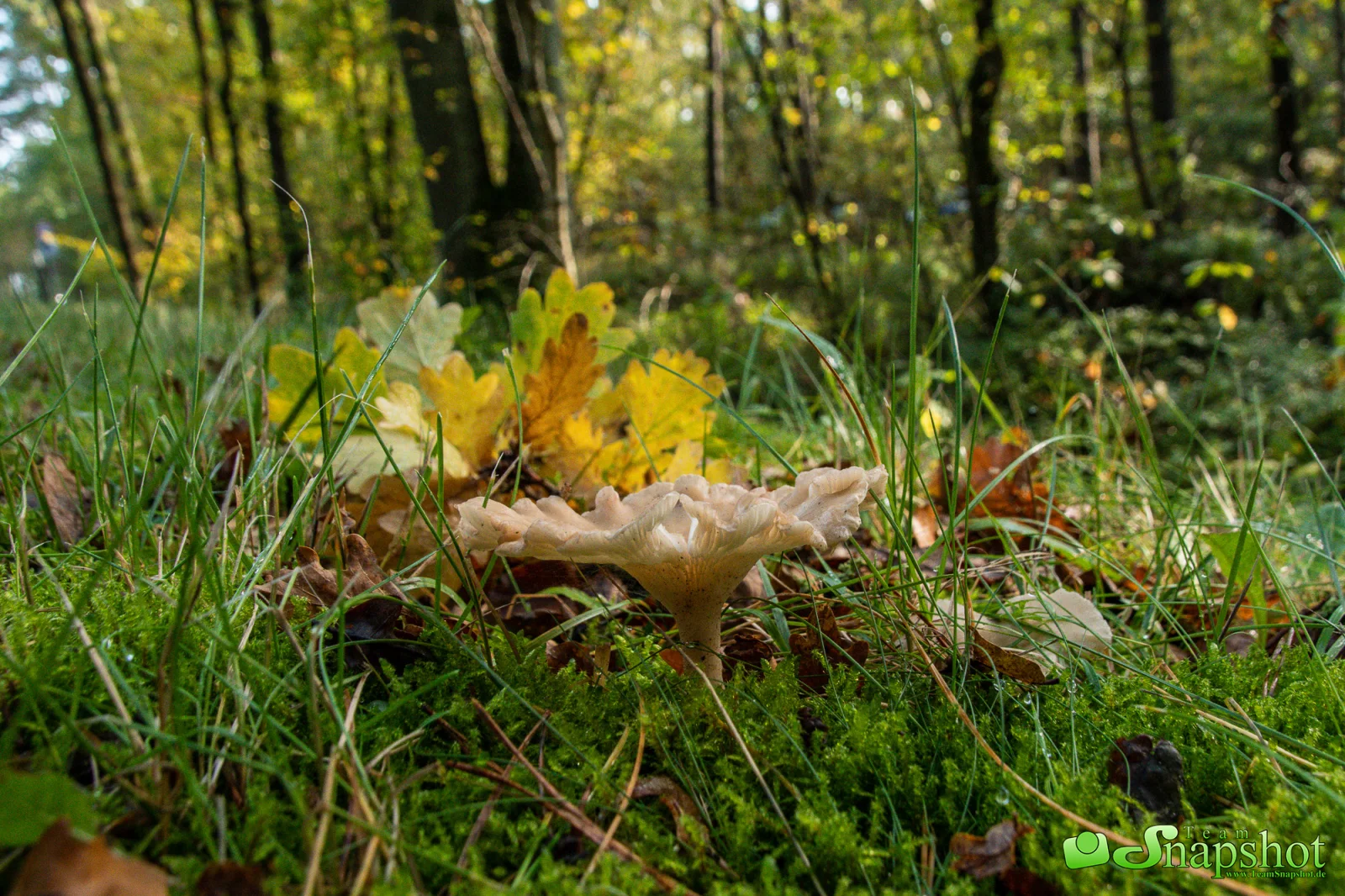 Pilze