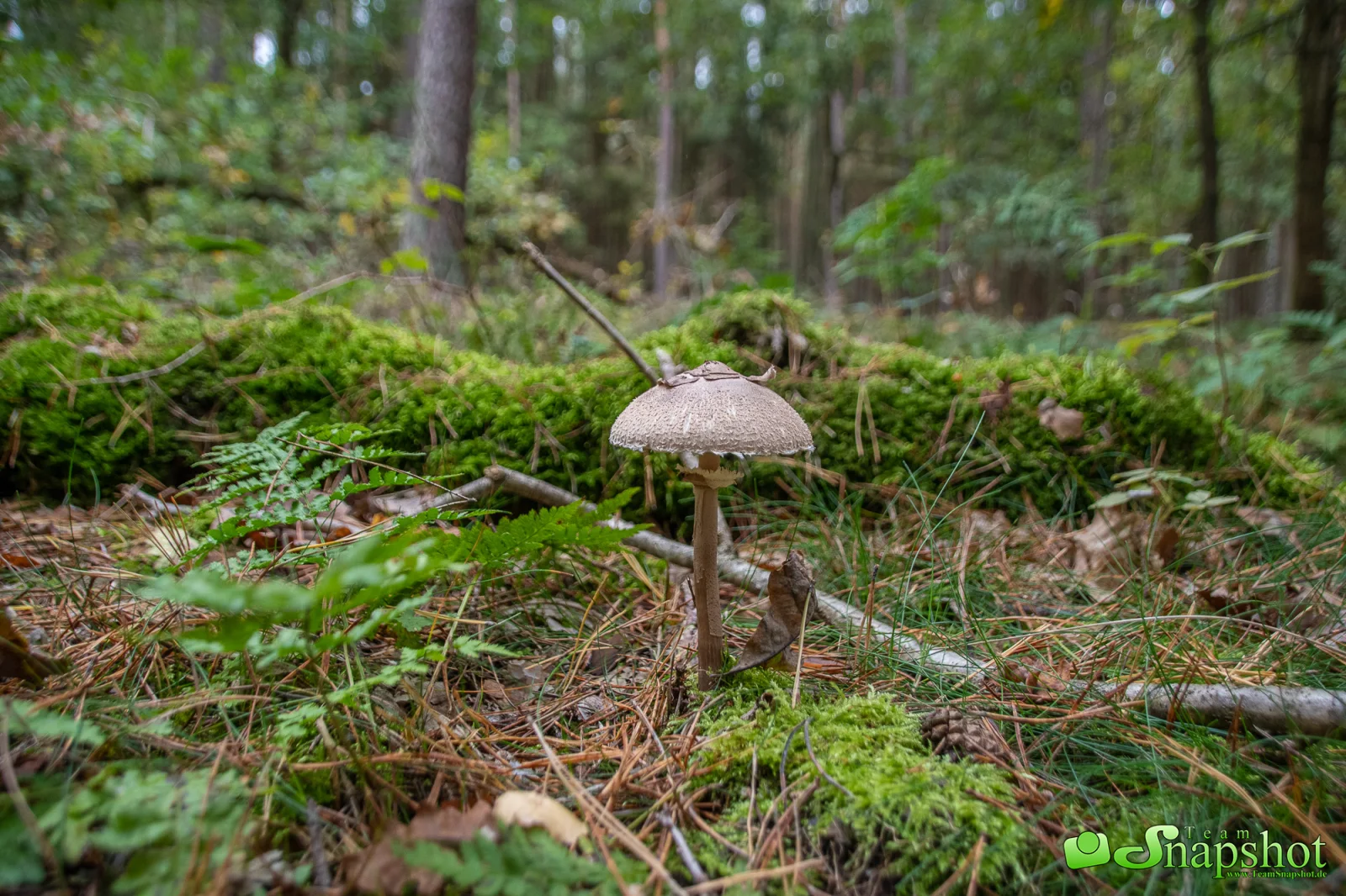 Pilze