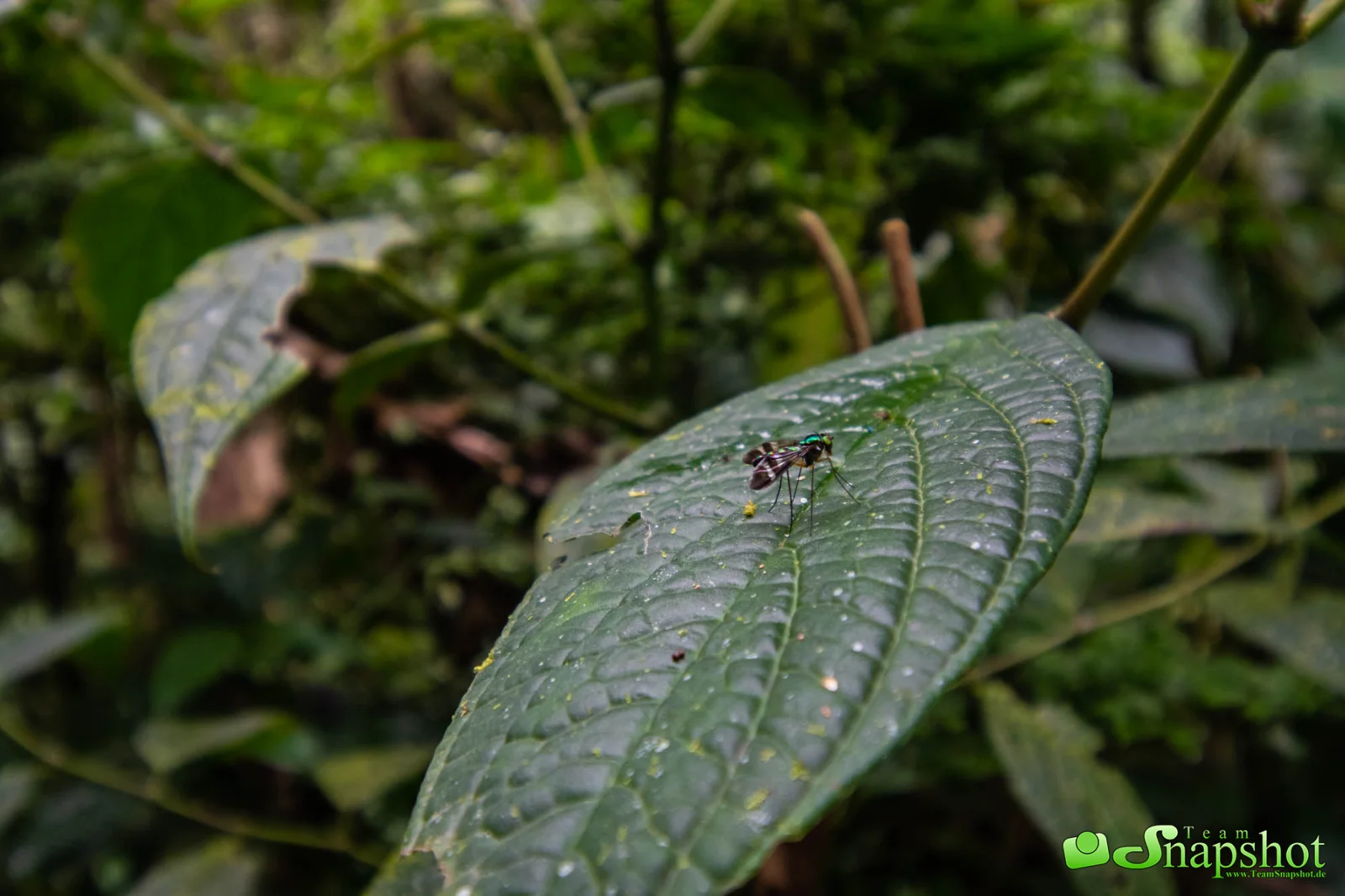 Costa Rica