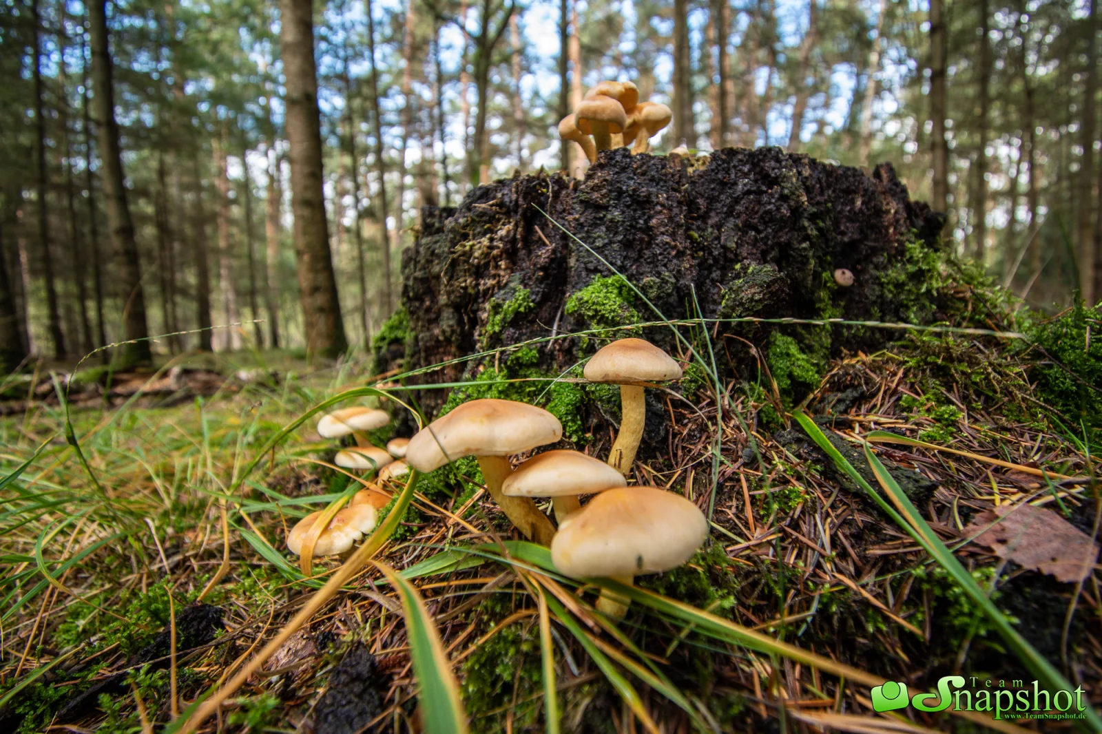 Pilze