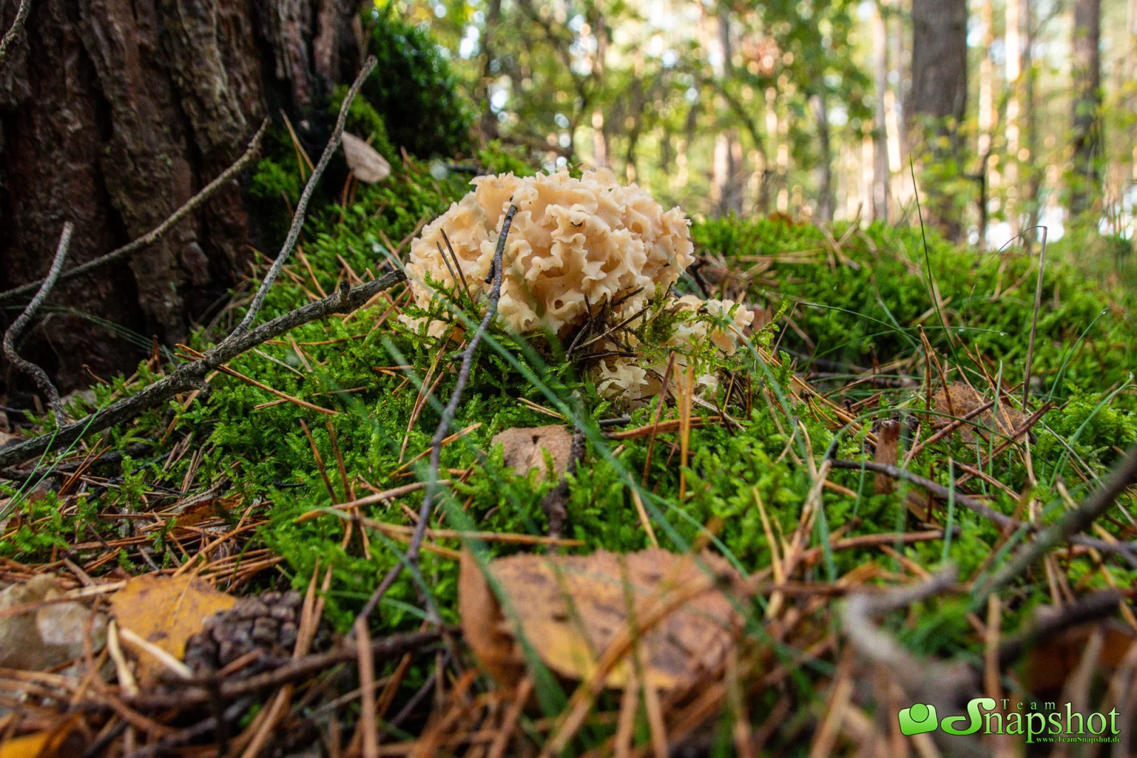 Pilze