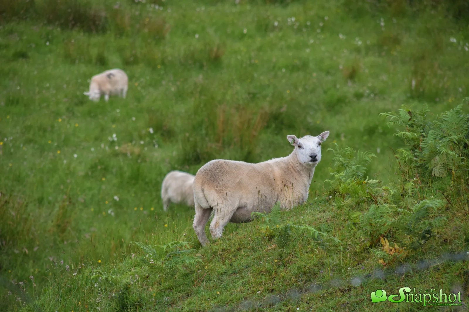 Schottland