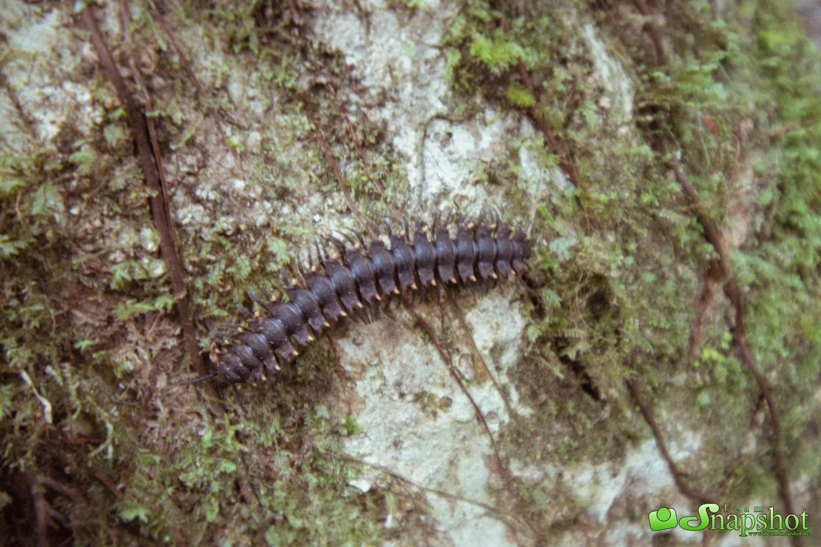 Costa Rica
