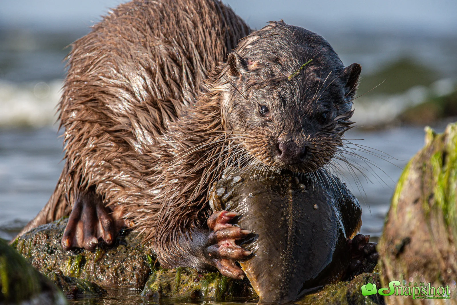 Tiere
