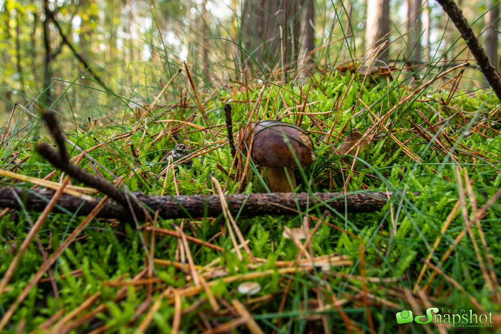Pilze