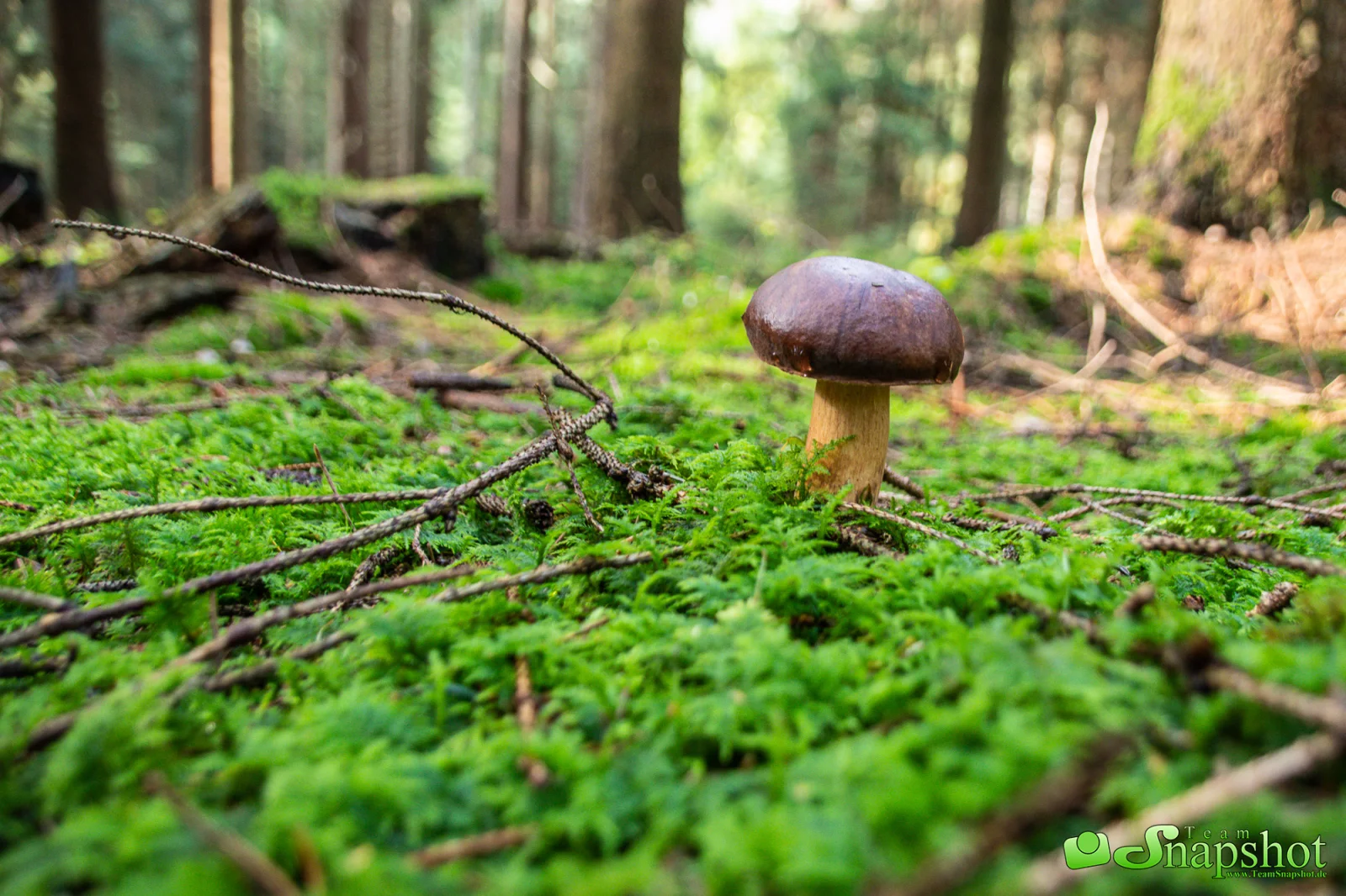 Pilze