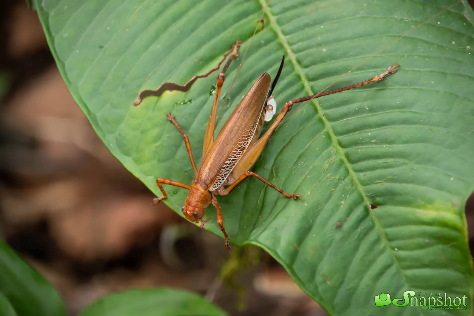 Costa Rica