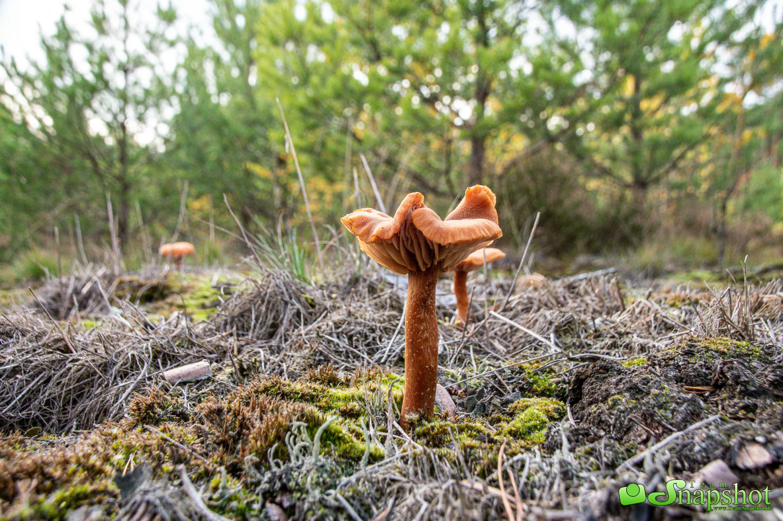 Pilze