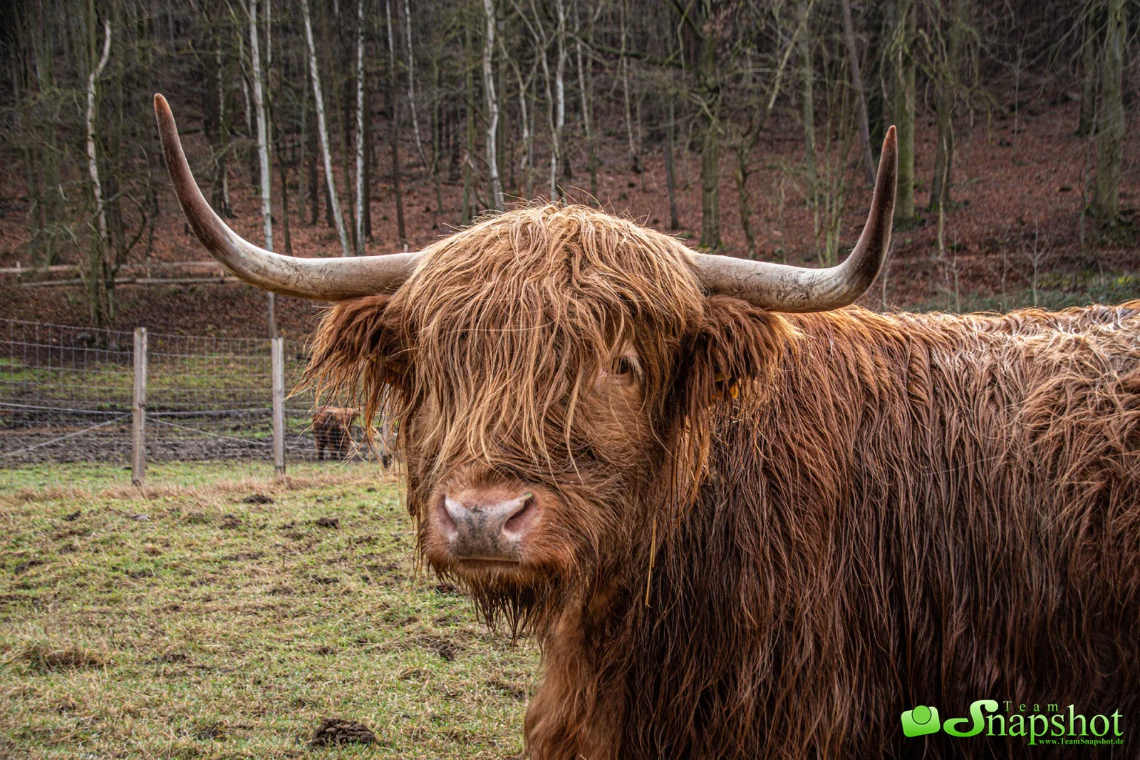 Tiere