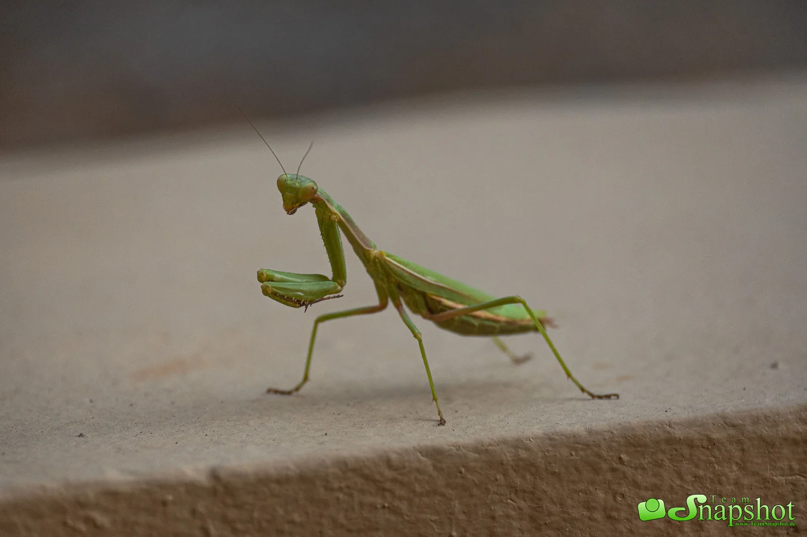 Tiere