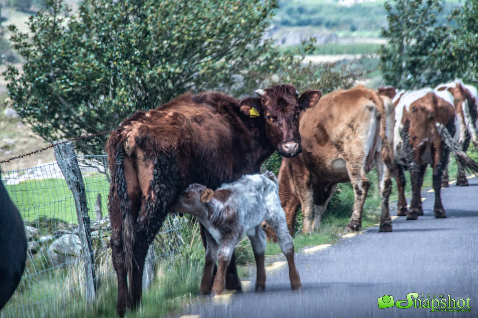 Irland