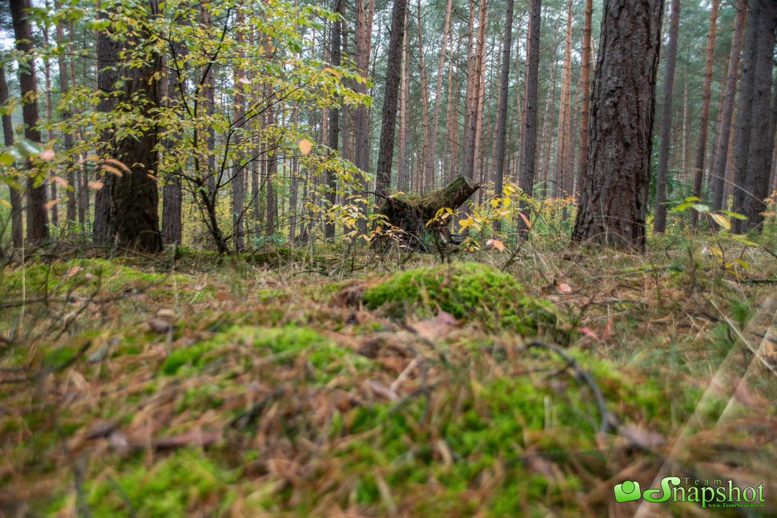 Pilze