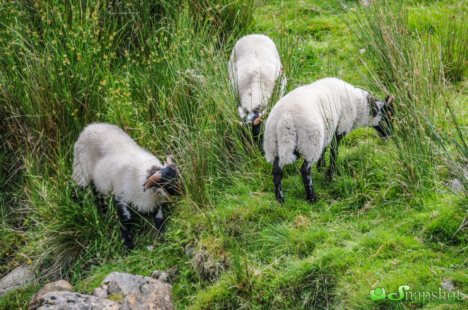 Schottland