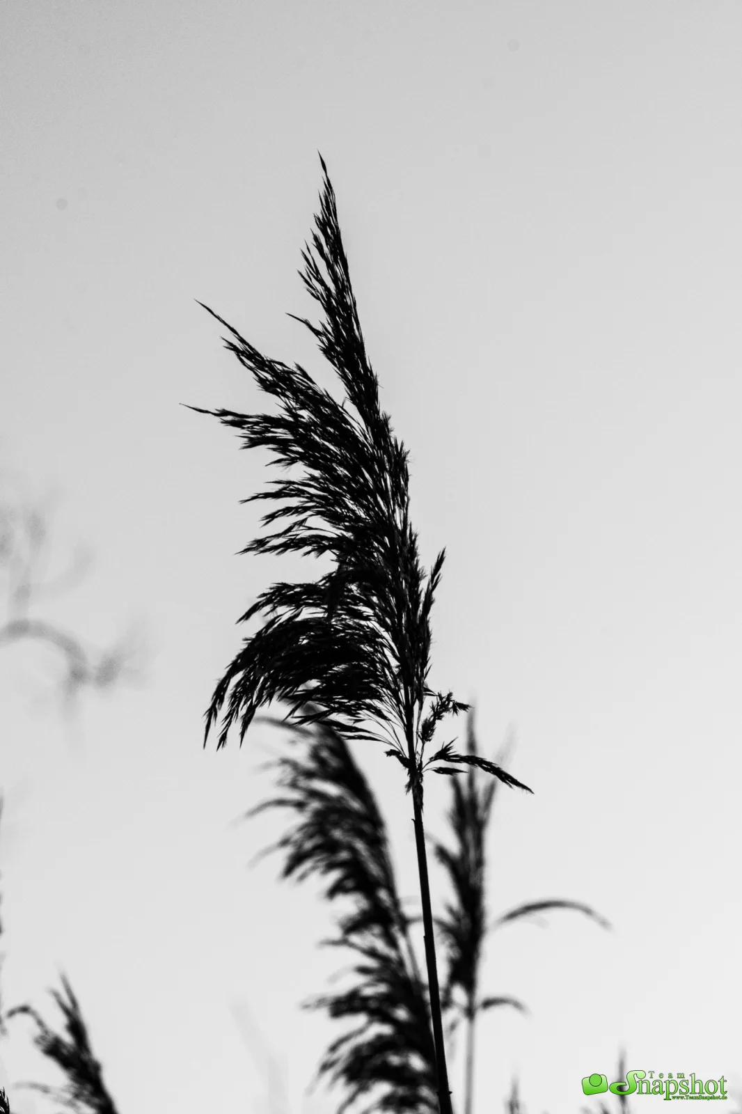 Mulde