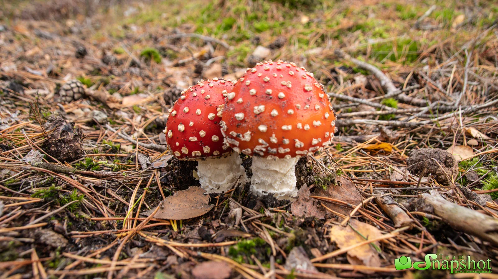 Pilze