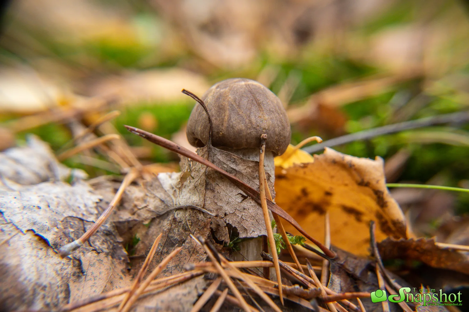 Pilze