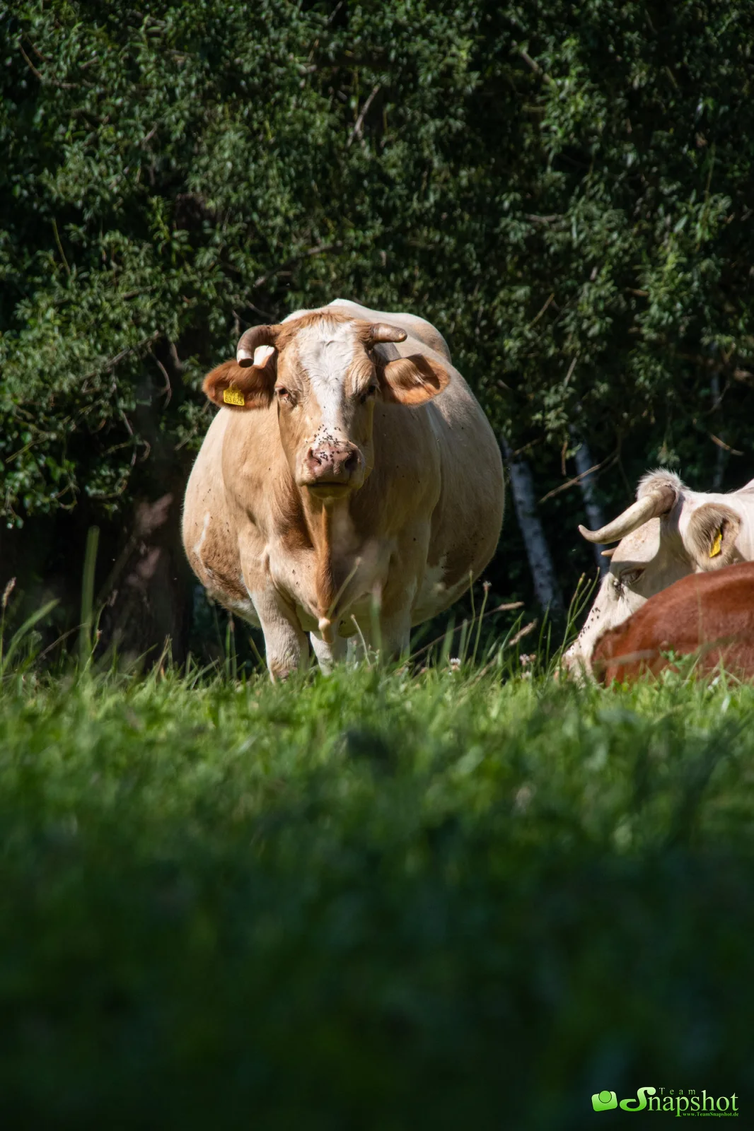 Tiere