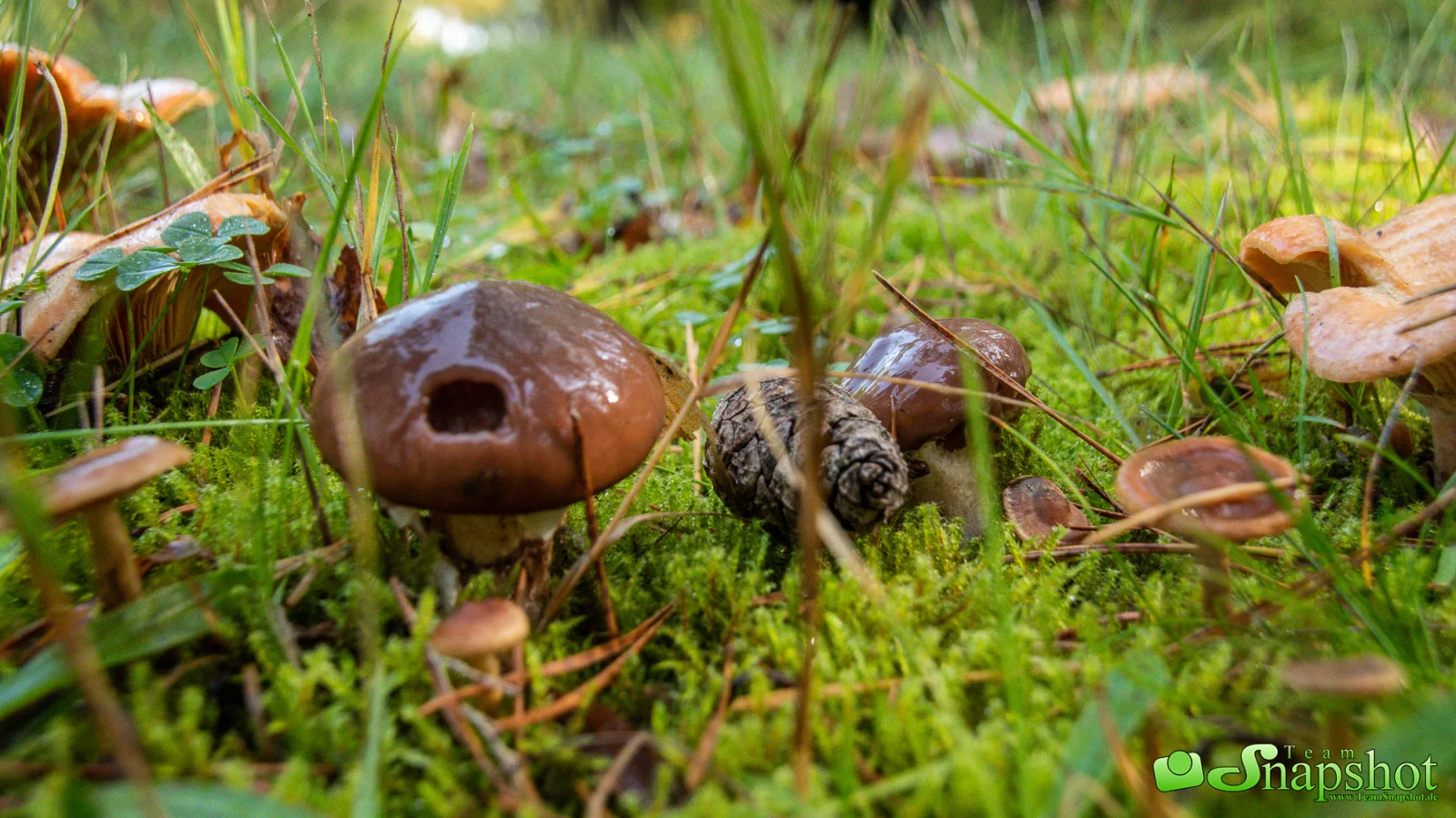 Pilze