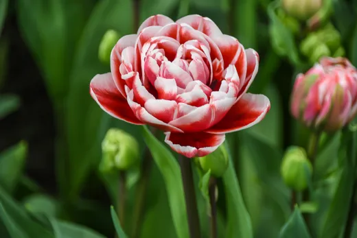 Niederlande