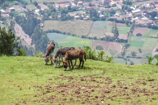 Peru