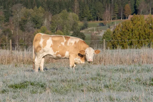 Schweden