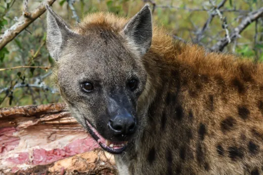Südafrika