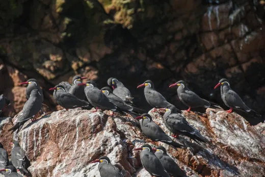 Peru