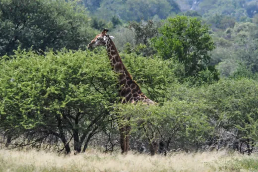 Südafrika