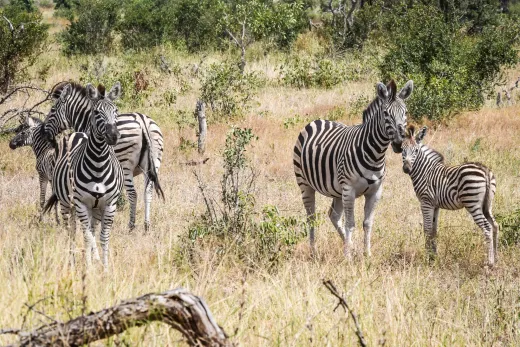 Südafrika