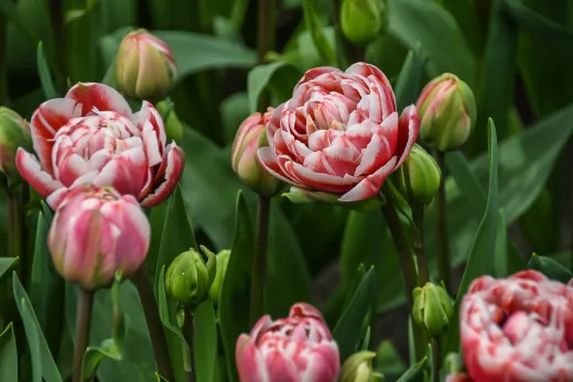 Niederlande