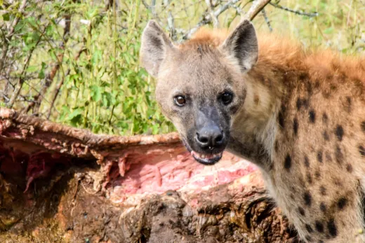 Südafrika