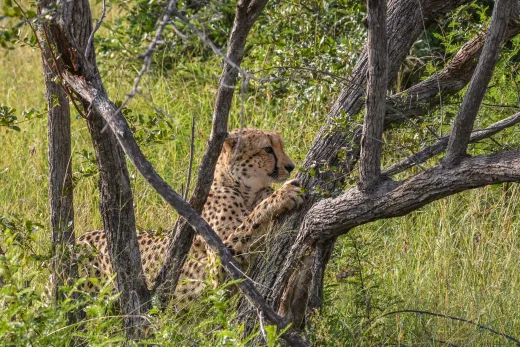 Südafrika