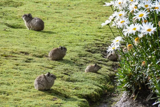 Peru