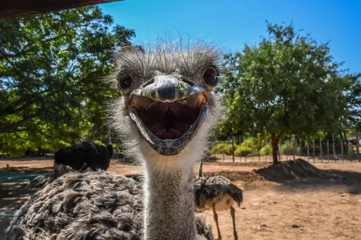 Südafrika