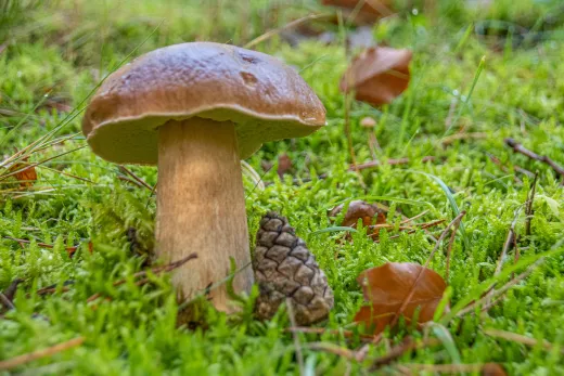 Pilze