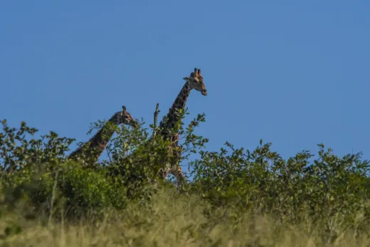 Südafrika