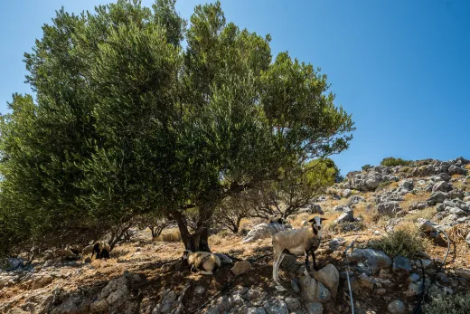 Kreta