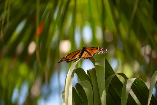 Gran Canaria