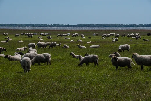 Rügen / Hiddensee