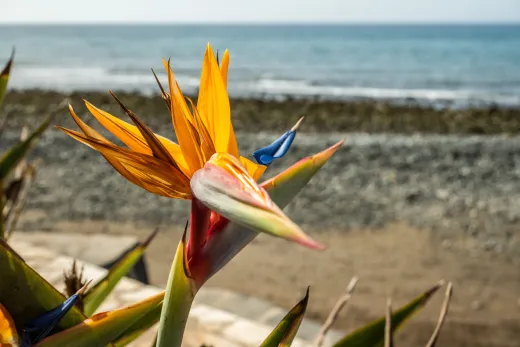 Gran Canaria