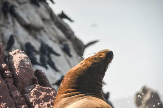Peru