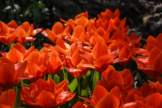 Niederlande